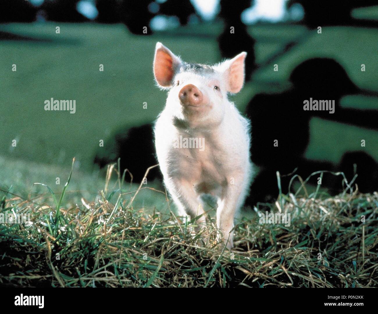 Original Film Title: BABE, THE GALLANT PIG.  English Title: BABE, THE GALLANT PIG.  Film Director: CHRIS NOONAN.  Year: 1995. Credit: UNIVERSAL PICTURES / Album Stock Photo