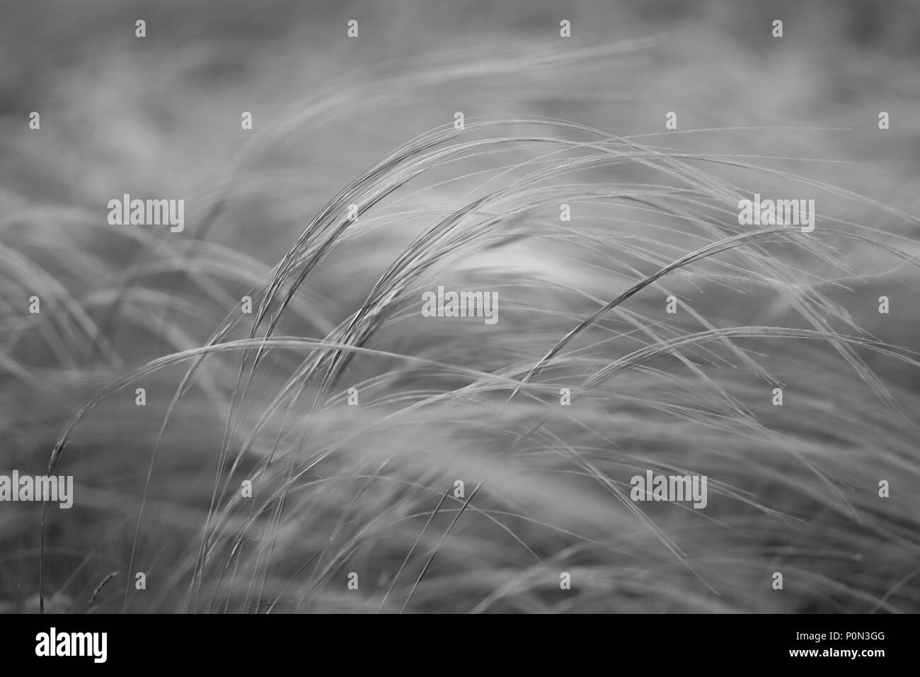 Stipa capillata as known as feather, needle, spear grass in steppe. Listed red book of Ukraine. Macro photo. Black and white photography. Stock Photo