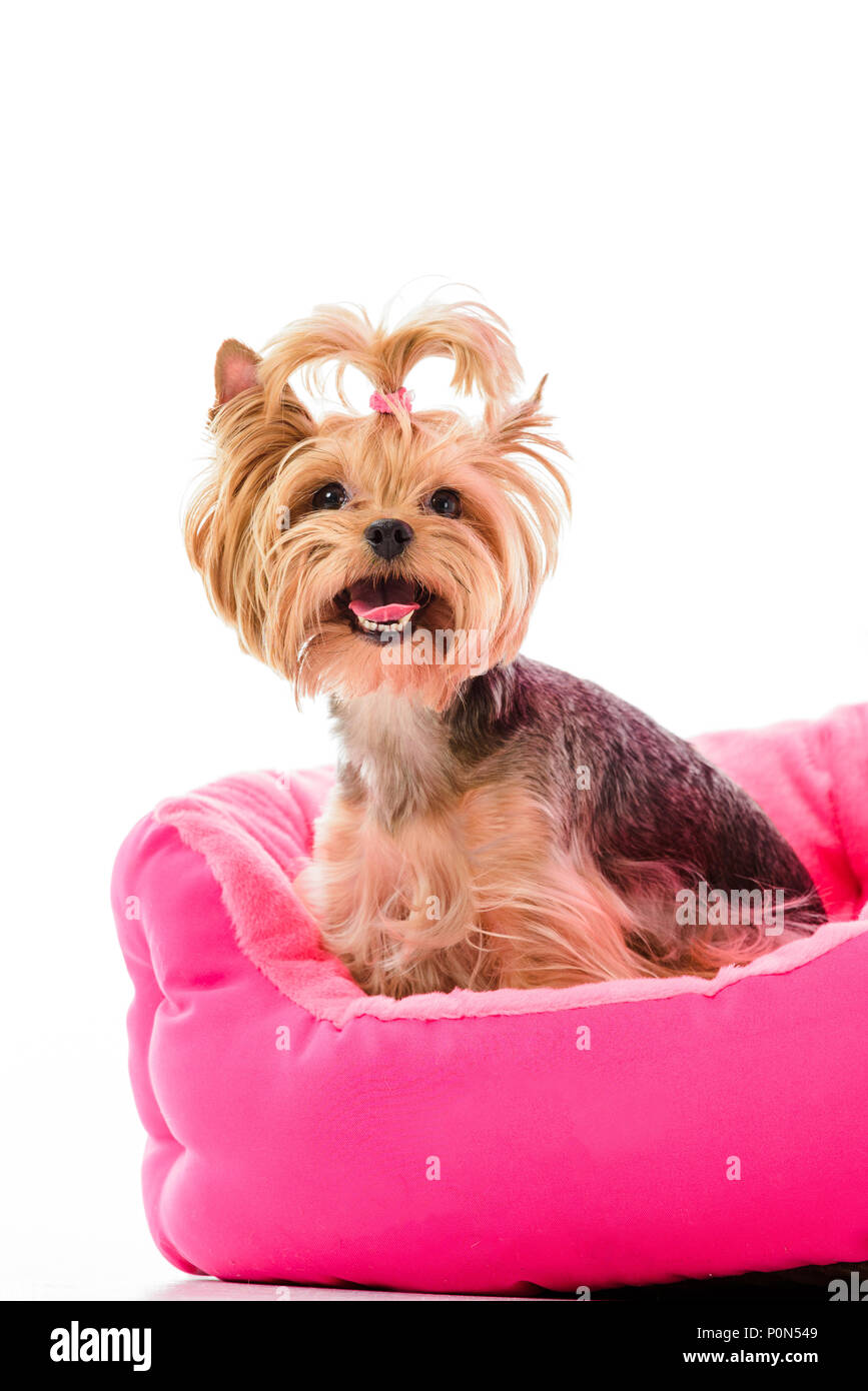 Cama perro online yorkshire