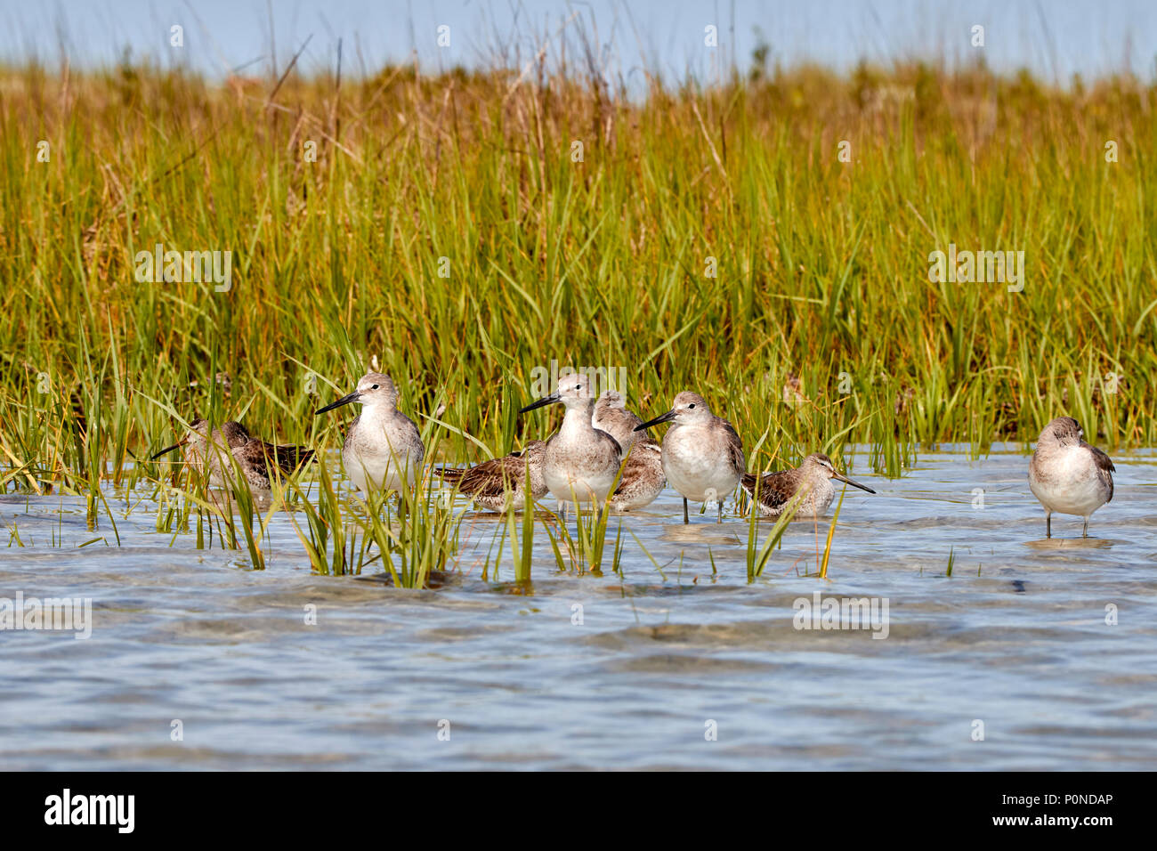 Willets at Fort DeSoto Stock Photo
