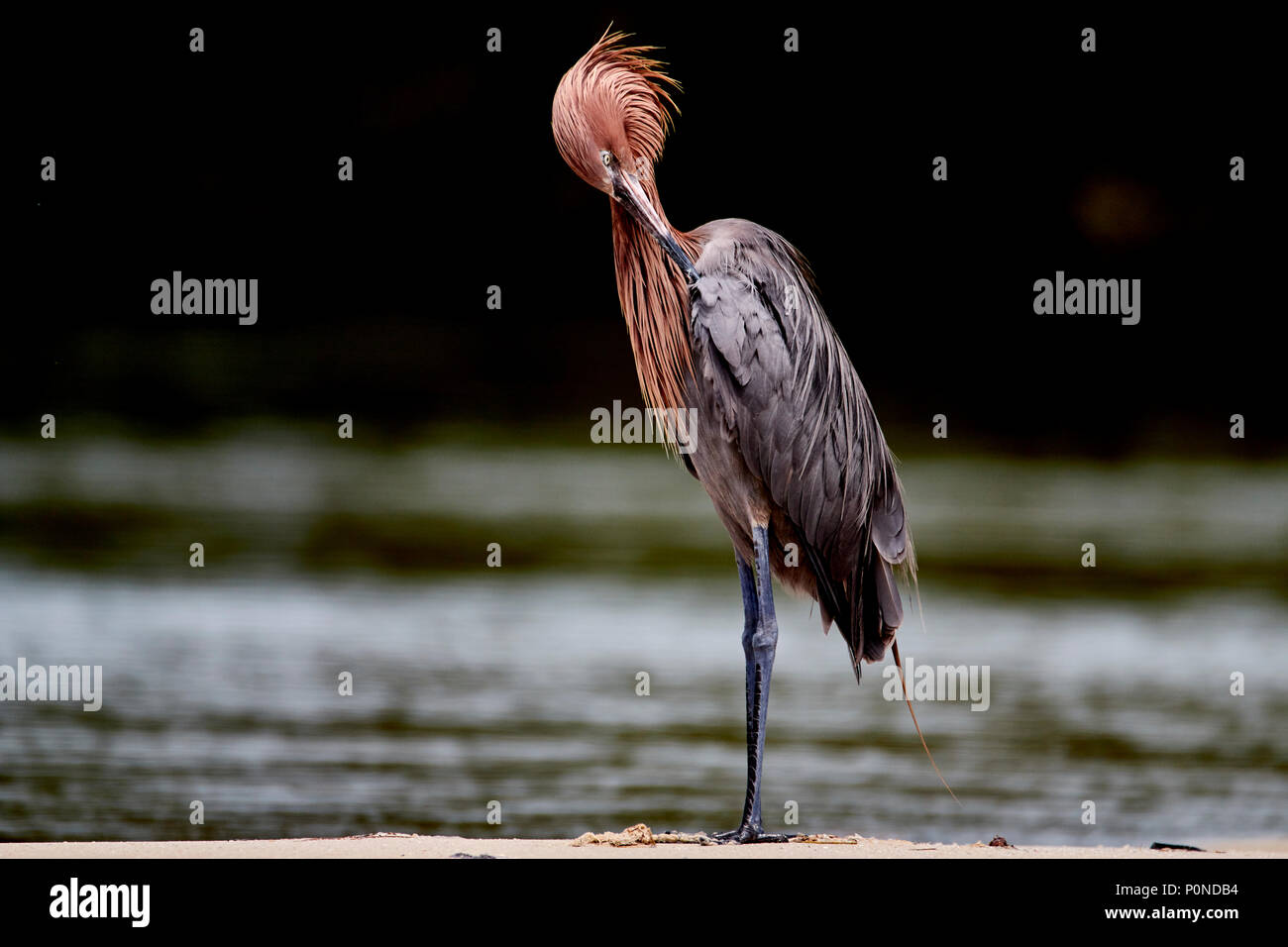 Reddish Egreg Preening at Fort DeSoto Stock Photo - Alamy