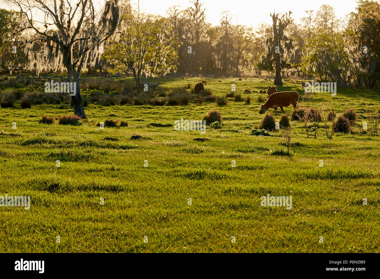 Backlit cattle grazing in hi-res stock photography and images - Alamy
