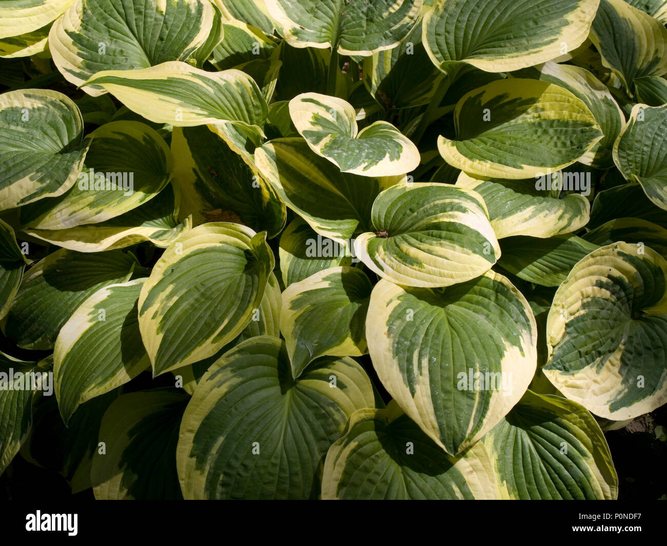 Plantain lilies in the park Stock Photo