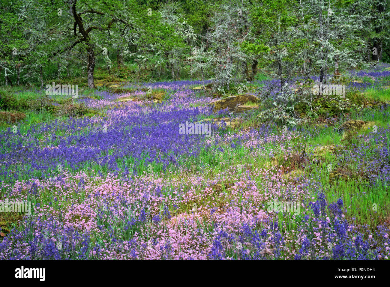Rosy plectritis and purple camas lily highlight the spring bloom in Oregon’s Camassia Natural Area and Clackamas County. Stock Photo