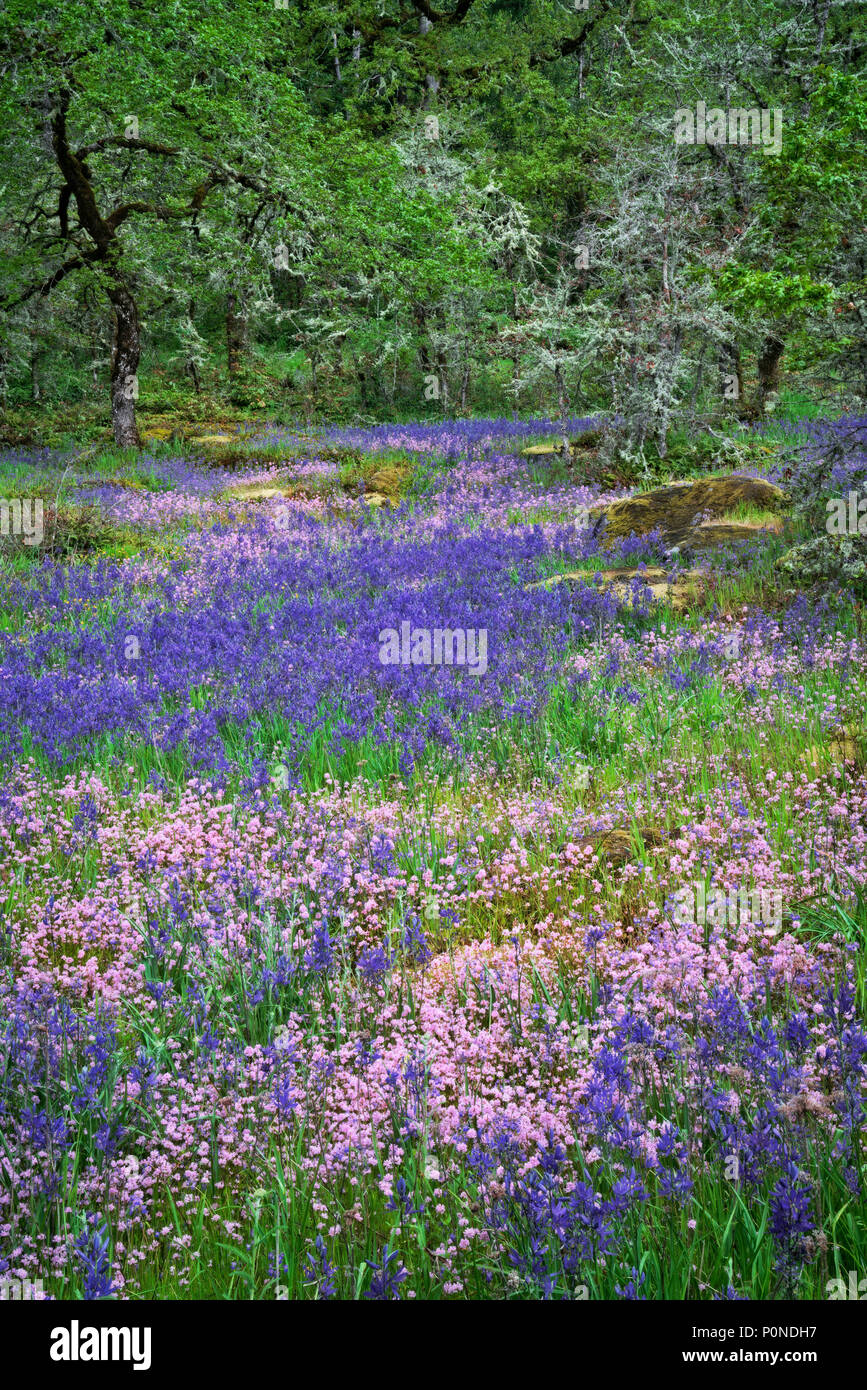 Rosy plectritis and purple camas lily highlight the spring bloom in Oregon’s Camassia Natural Area and Clackamas County. Stock Photo