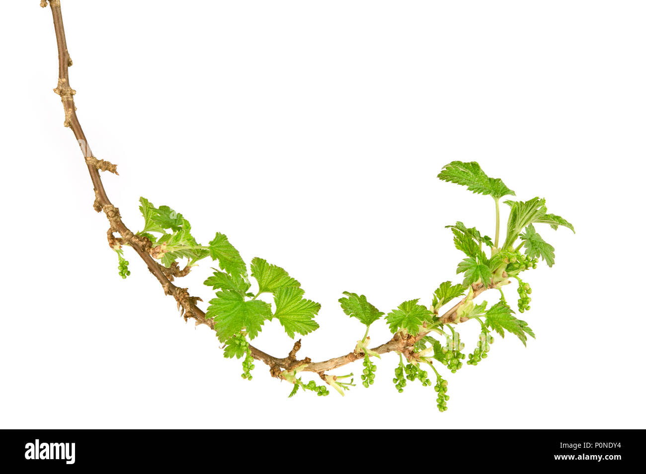 Blackcurrant (Ribes nigrum) branch in spring. Isolated on white background. Stock Photo