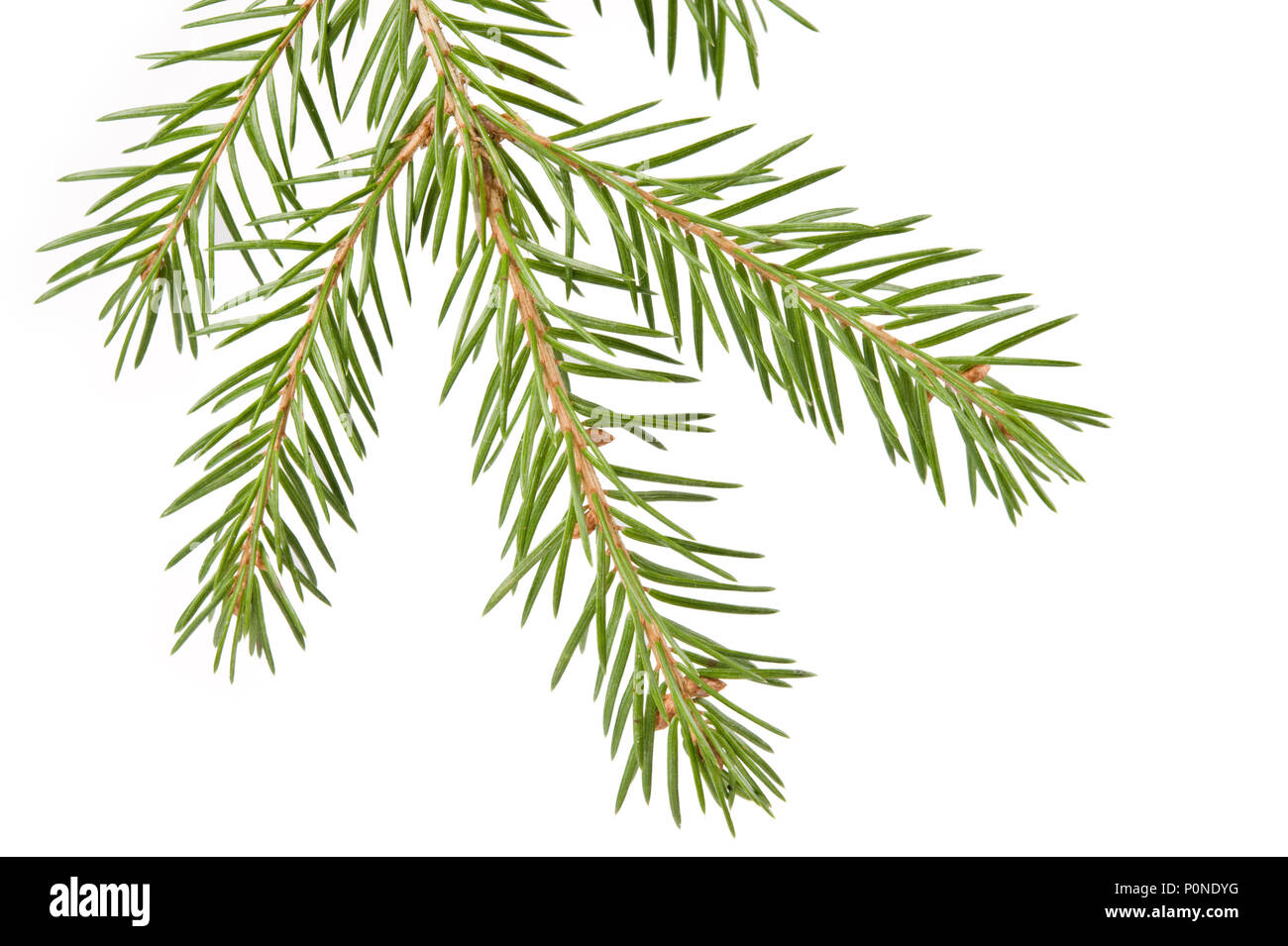 Spruce (Picea abies) branch and needles isolated on white background. Stock Photo
