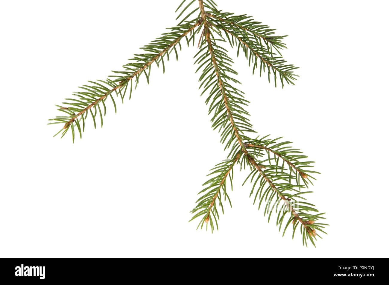 Spruce (Picea abies) branch and needles isolated on white background. Stock Photo