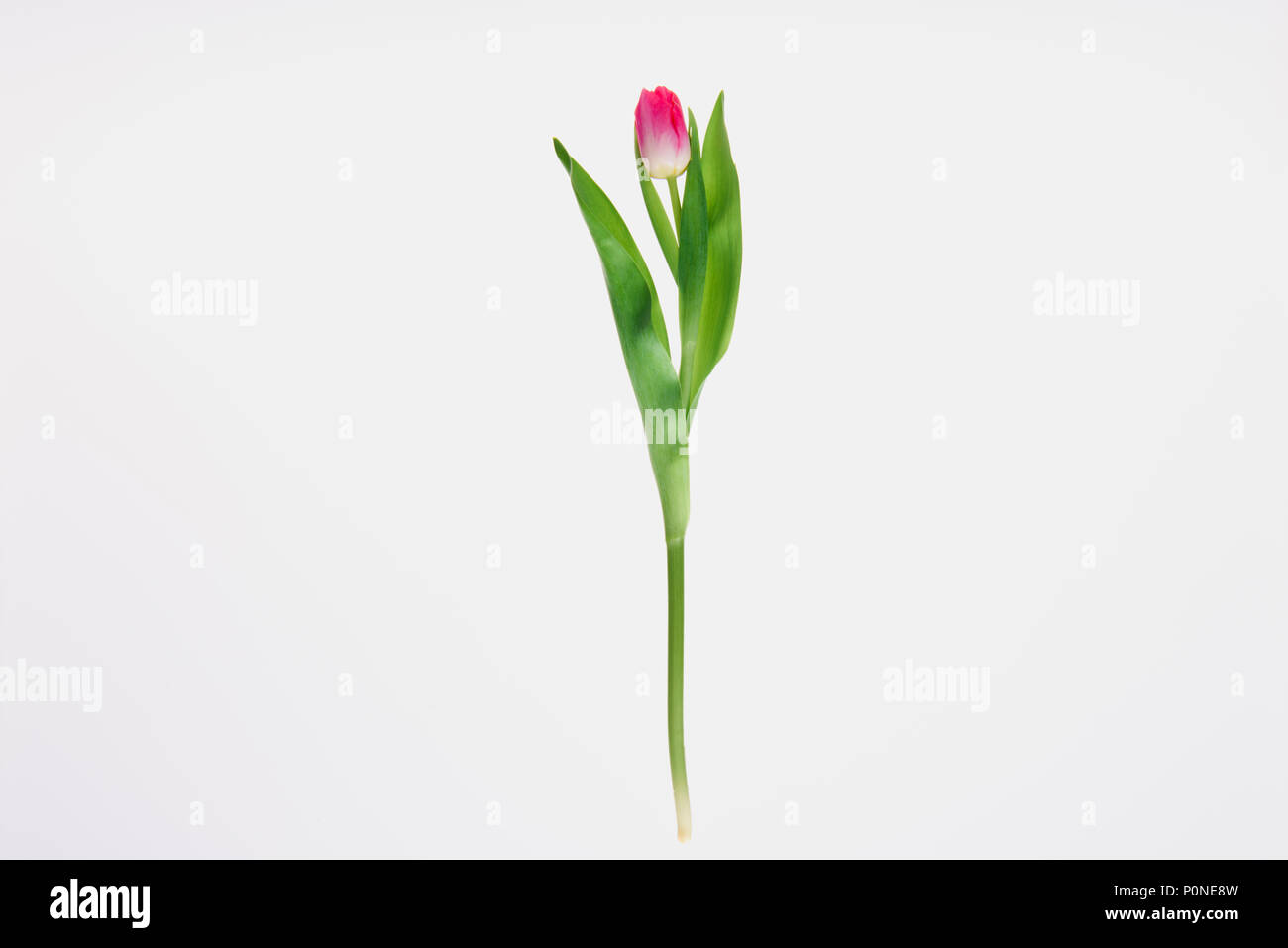 beautiful blooming pink tulip flower with green leaves isolated on ...