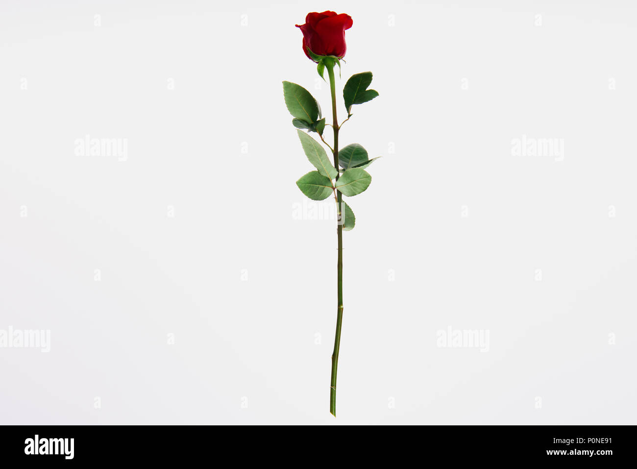 beautiful blooming red rose flower isolated on white Stock Photo