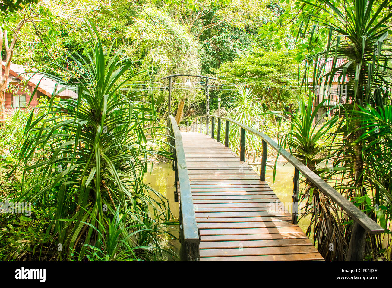 Tropical jungle trail in Mu Koh Lanta National Park in Krabi, Thailand ...