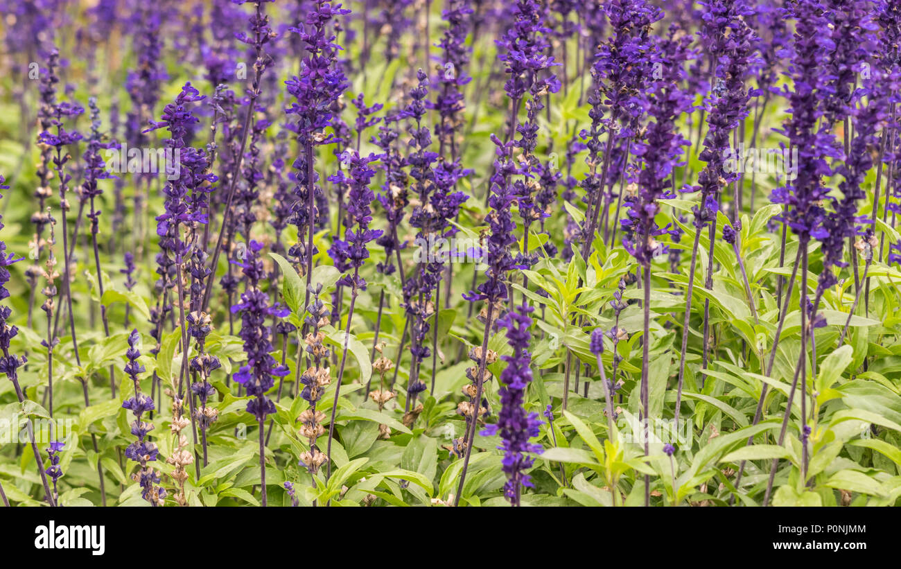 Lavendula Hidcote, Lavendula L. angustifolia, field with blurred ...