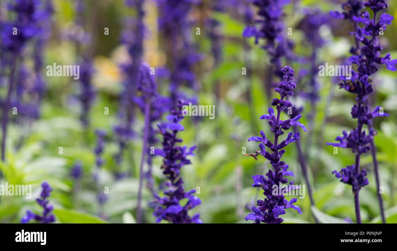 Lavendula Hidcote, Lavendula L. angustifolia, field with blurred ...