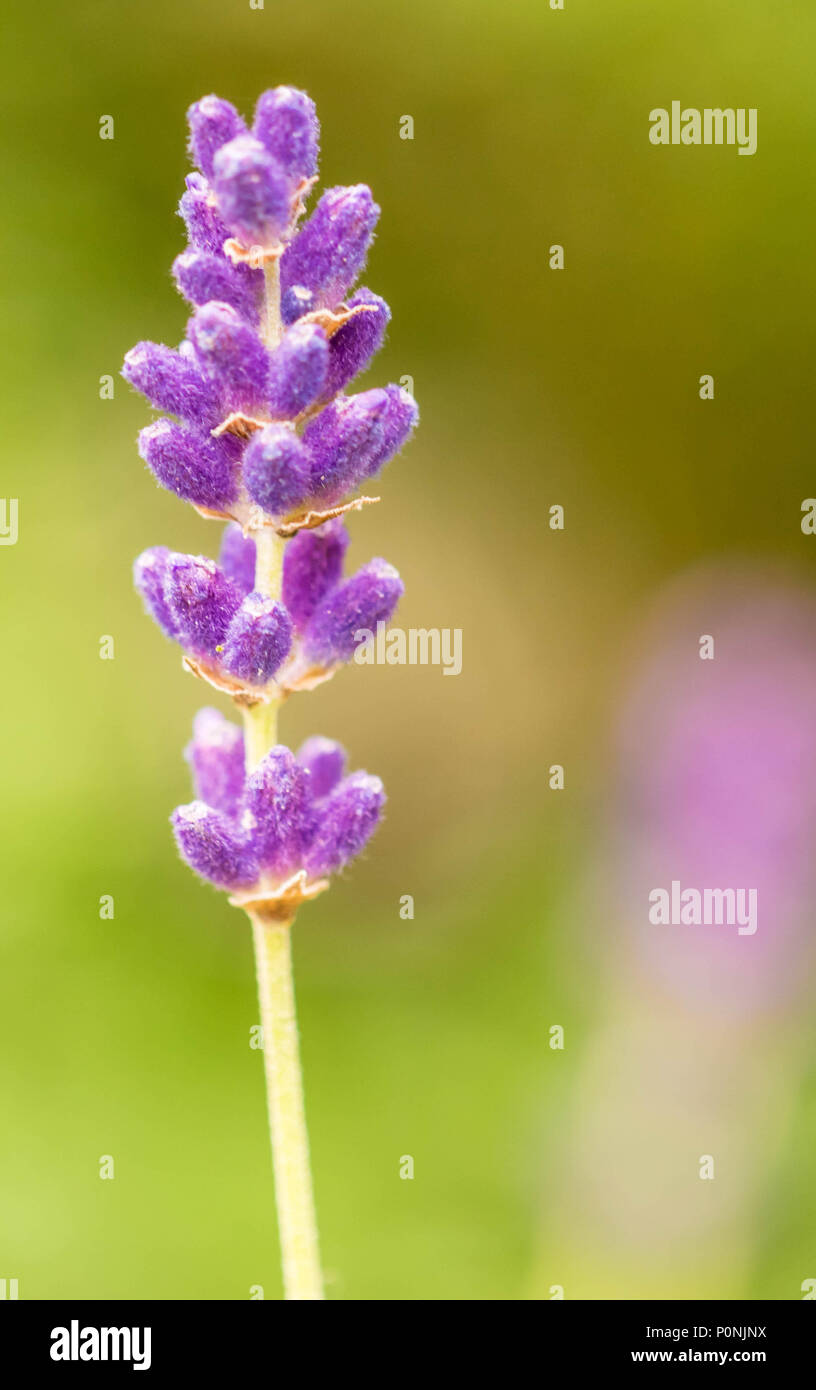 Lavendula Hidcote, Lavendula L. angustifolia, field with blurred ...