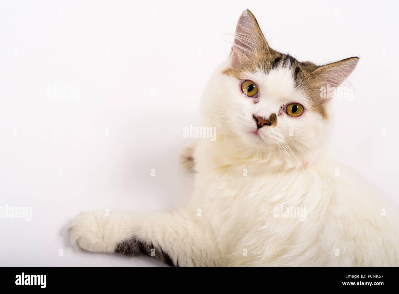 Cute Fluffy Persian Cat Against White Background Stock Photo