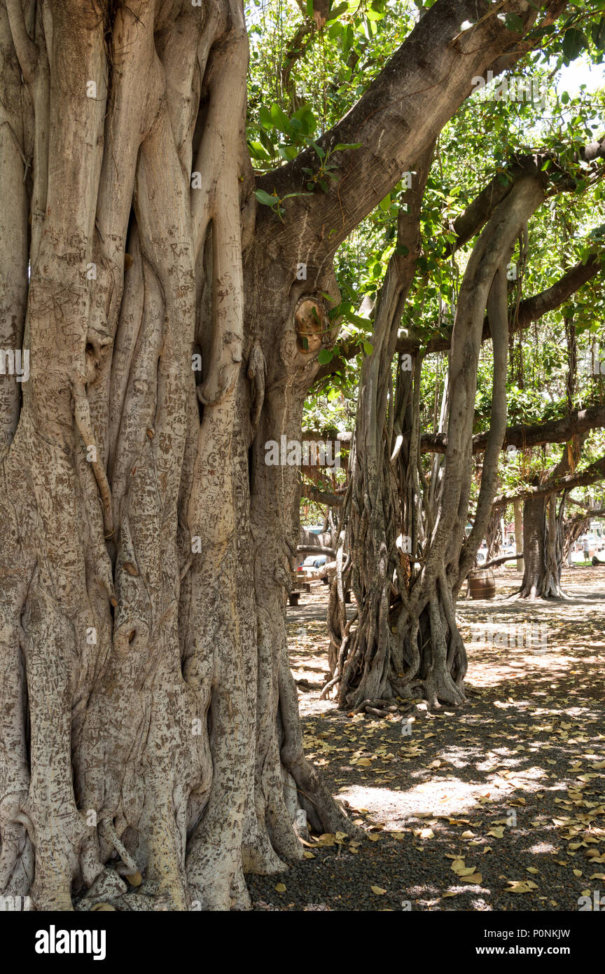 The Banyan Tree (Ficus benghalensis) in Banyan Tree Park, Lahaina, Maui. Stock Photo