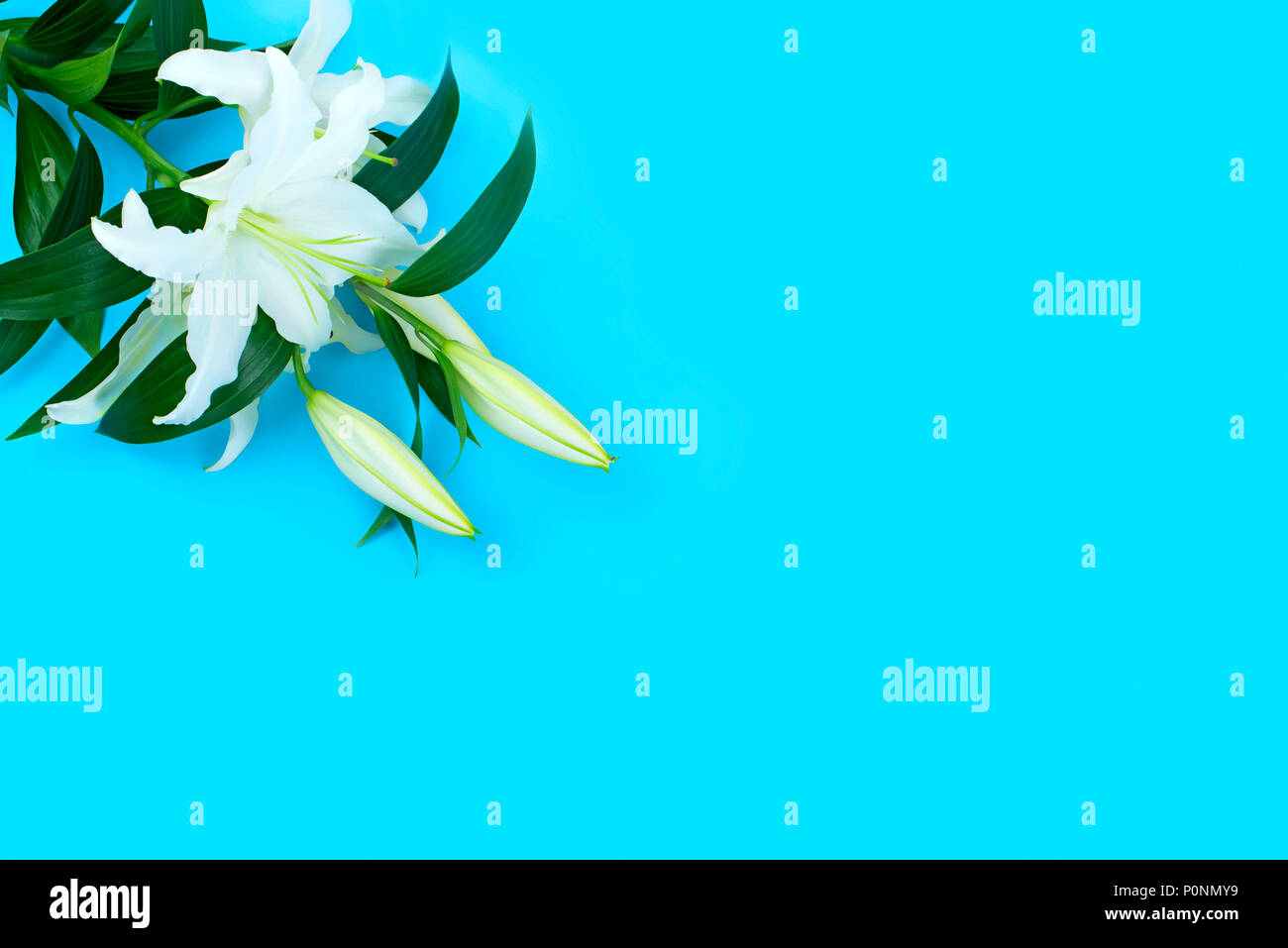 Natural bouquet of lilies on blue background. Copy space for text Stock Photo