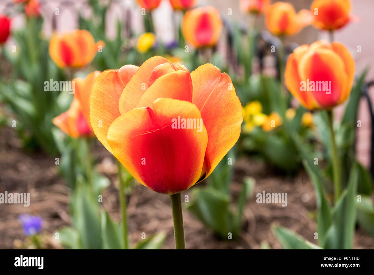 Beautiful Tulip Flowers In Full Bloom Stock Photo Alamy