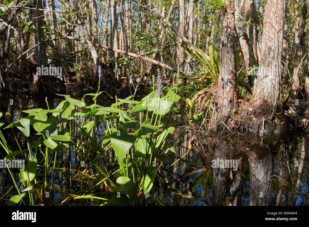 Pickerelweed at Corkscrew Swamp Sanctuary Stock Photo