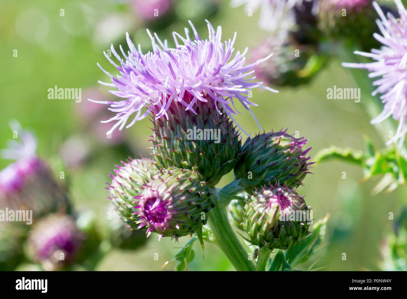 Creeping Thistle (carduus arvense), close up of a single flower head with buds. Stock Photo