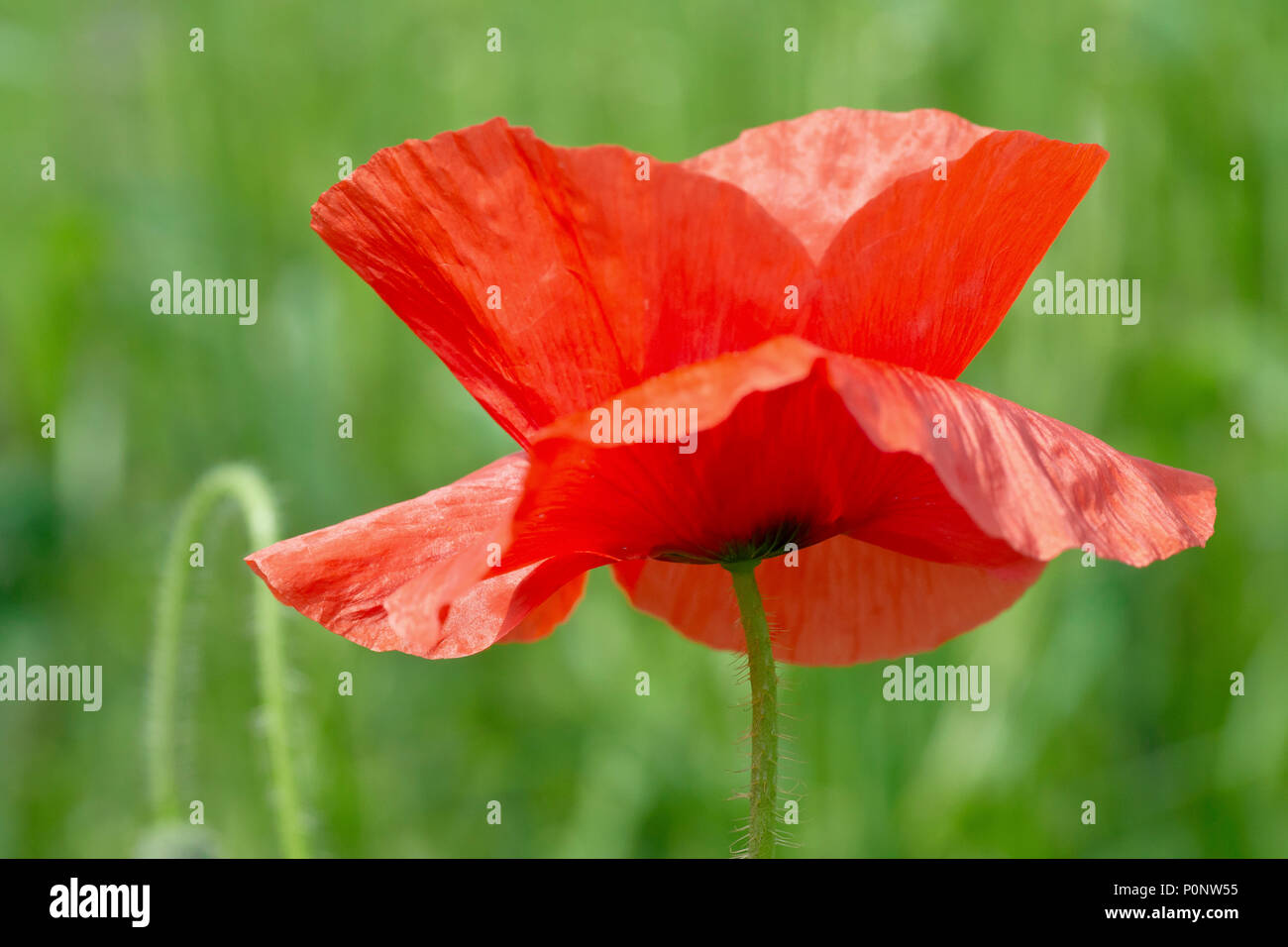 Field Poppy (papaver rhoeas), also known as Common Poppy, close up of a single flower.. Stock Photo
