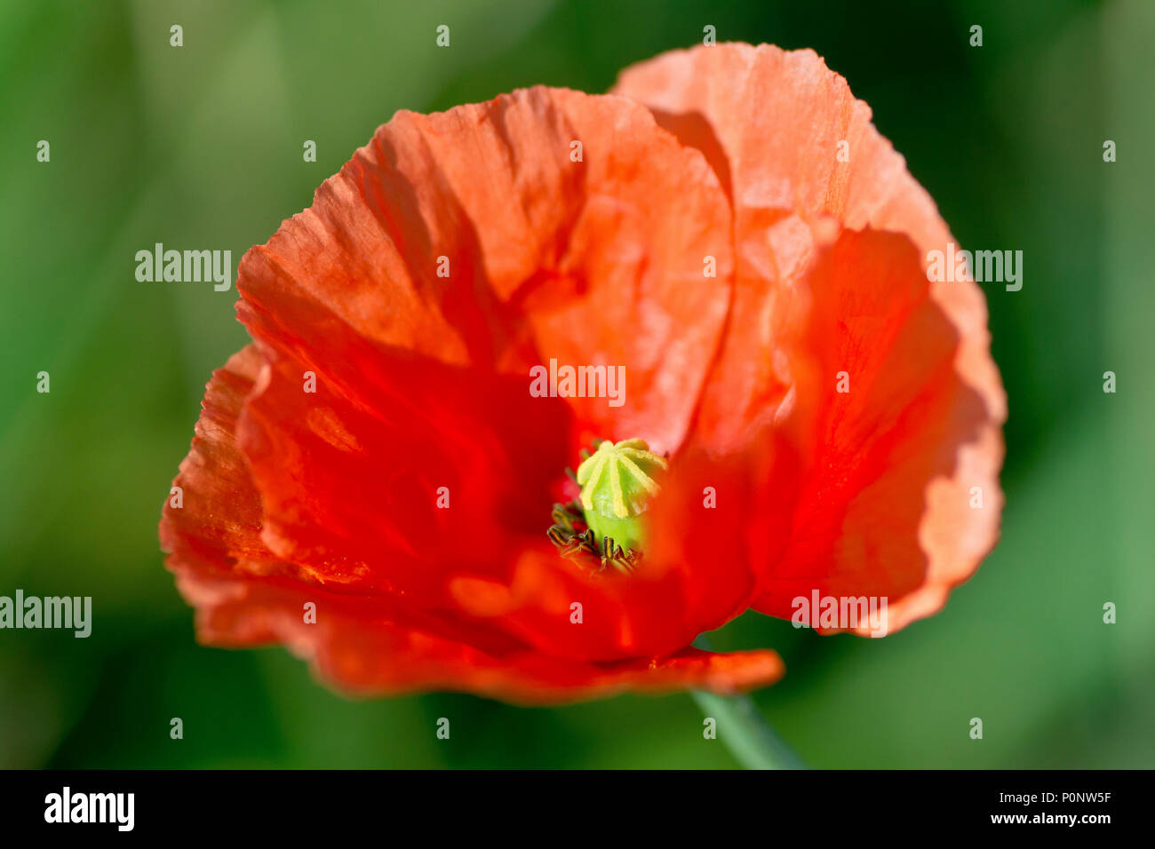 Long-headed Poppy (papaver dubium), close up of a solitary flower in warm autumn sunlight. Stock Photo