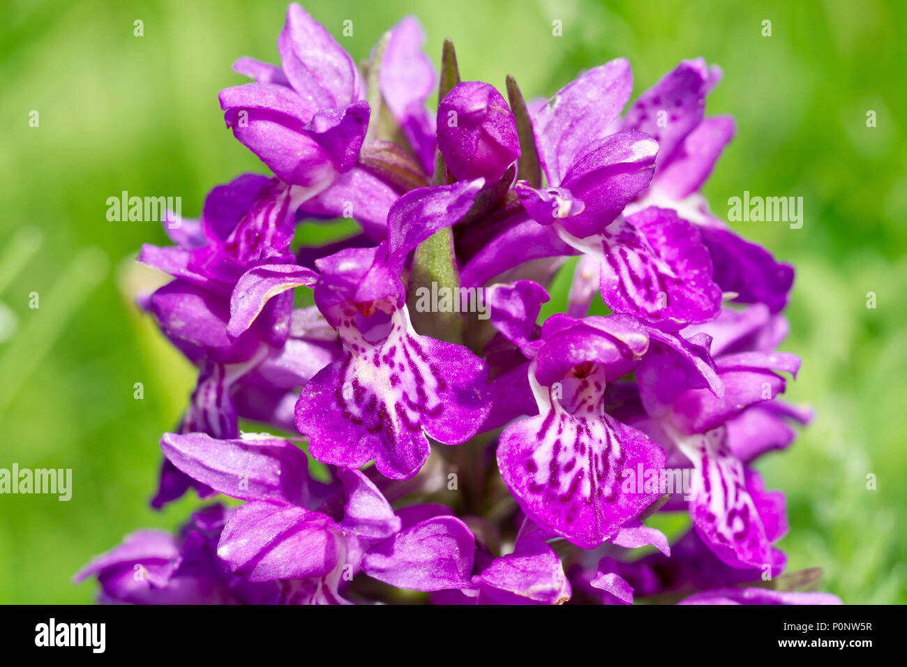 Northern Marsh Orchid (dactylorhiza purpurella, also dactylorchis purpurella), close up of the flowers. Stock Photo