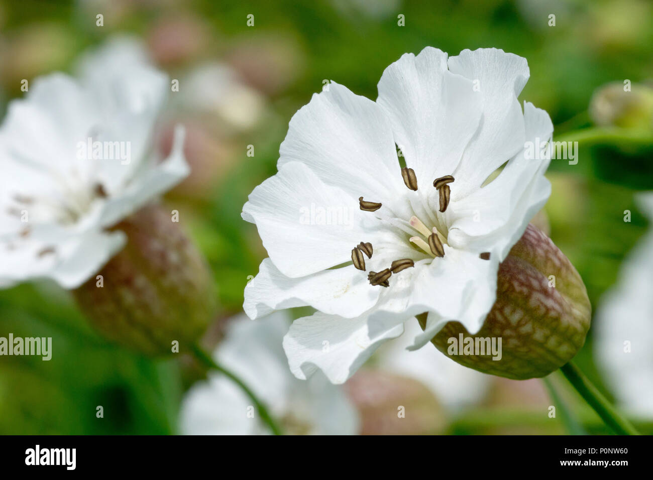 Sea Campion (silene vulgaris subsp. maritima), close up on a single flower with others in the background. Stock Photo