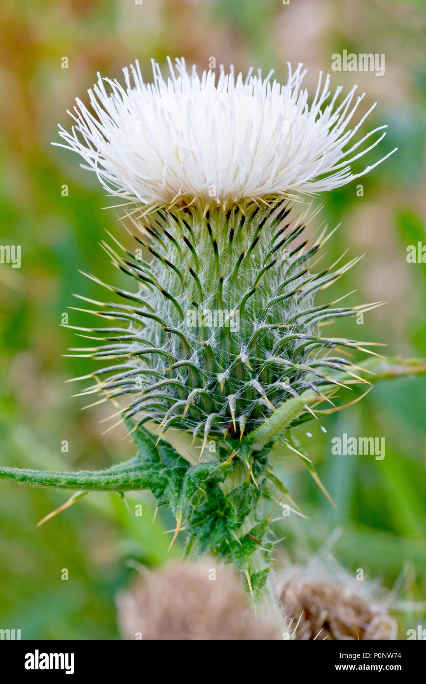 Spear Thistle cirsium Vulgare An Uncommon White Variety Stock Photo 
