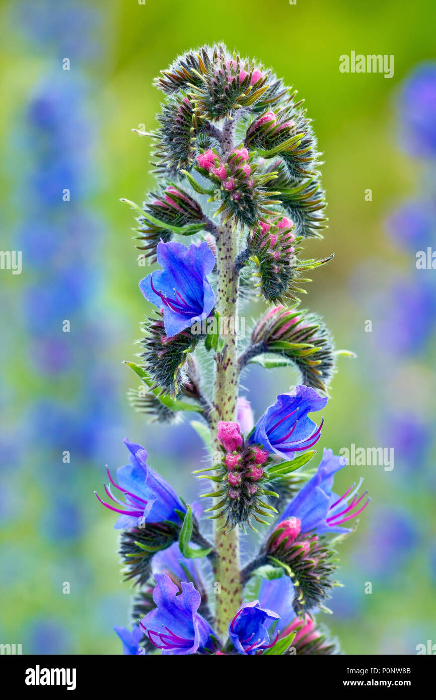Viper's Bugloss (echium vulgare), close up of a single flowering stem out of many. Stock Photo