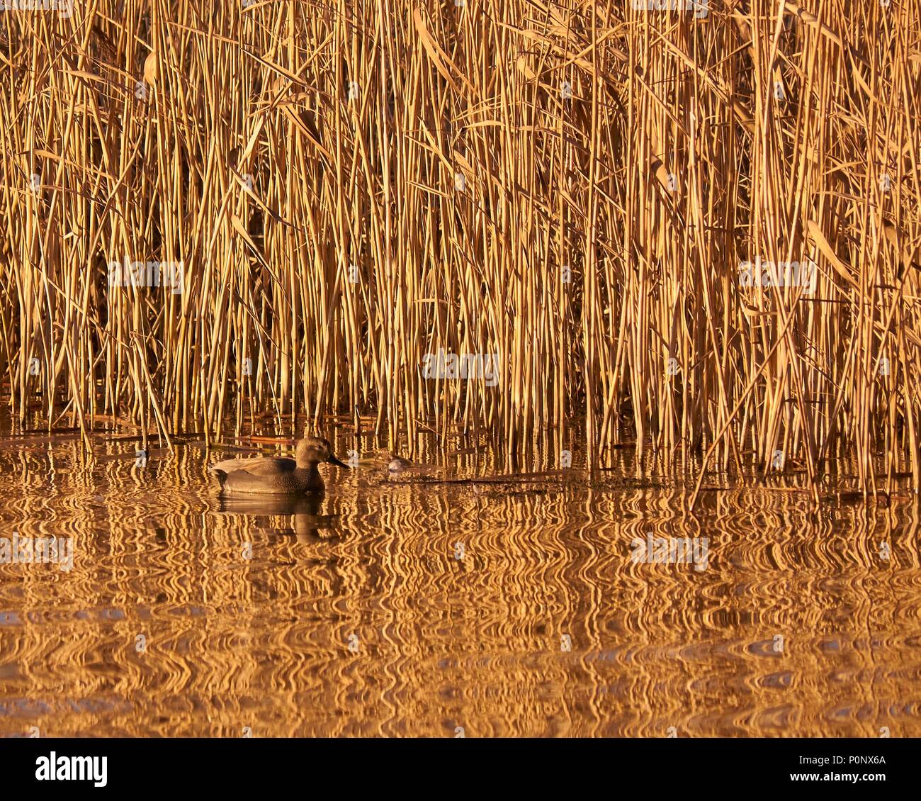 gadwall and reedbed in golden evening sunlight, Aqualate Mere NNR, Staffordshire, England, UK Stock Photo