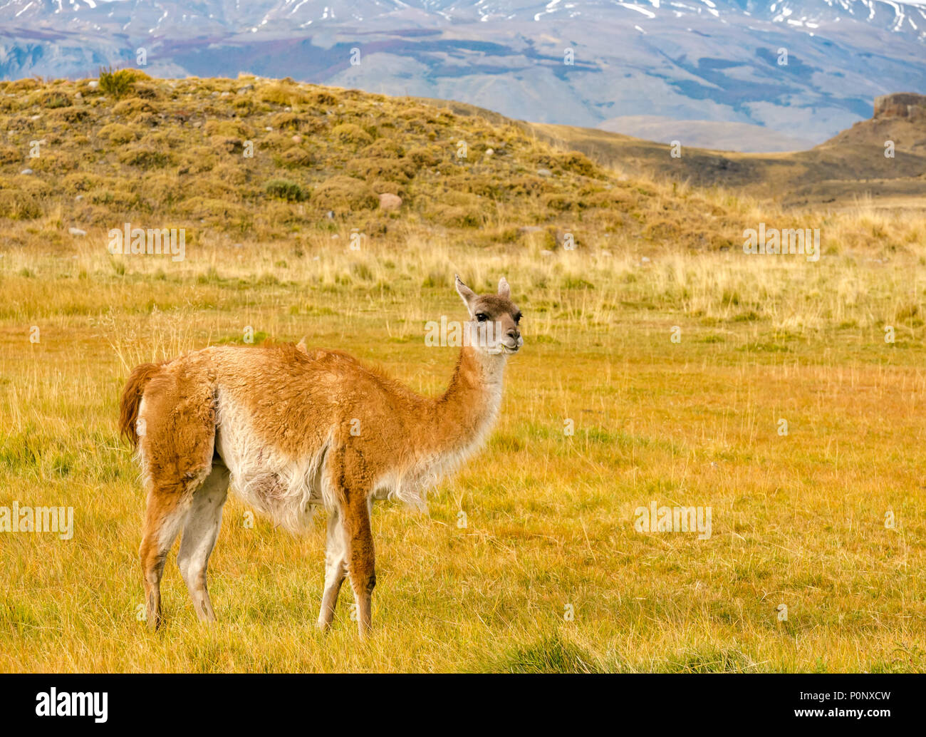 Guanaco, Lama guanicoe, Torres del Paine National Park, Patagonia, Chile, South America Stock Photo