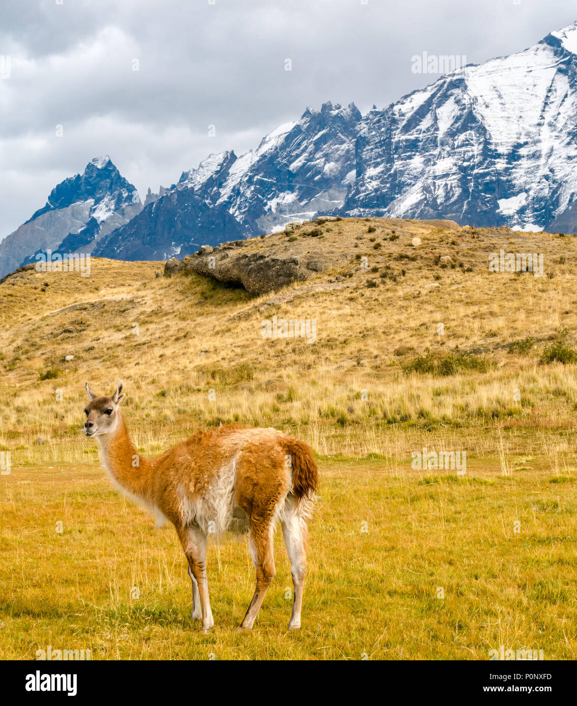 Guanaco, Lama guanicoe, standing in front of mountain peaks of Torres del Paine National Park, Patagonia, Chile, South America Stock Photo