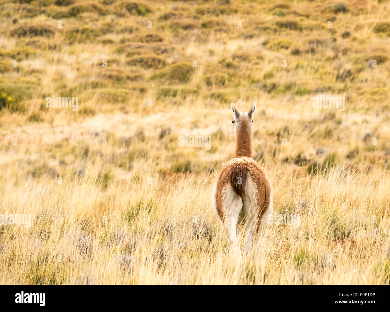 Rear view of guanaco, Lama guanicoe, Torres del Paine National Park, Patagonia, Chile, South America Stock Photo
