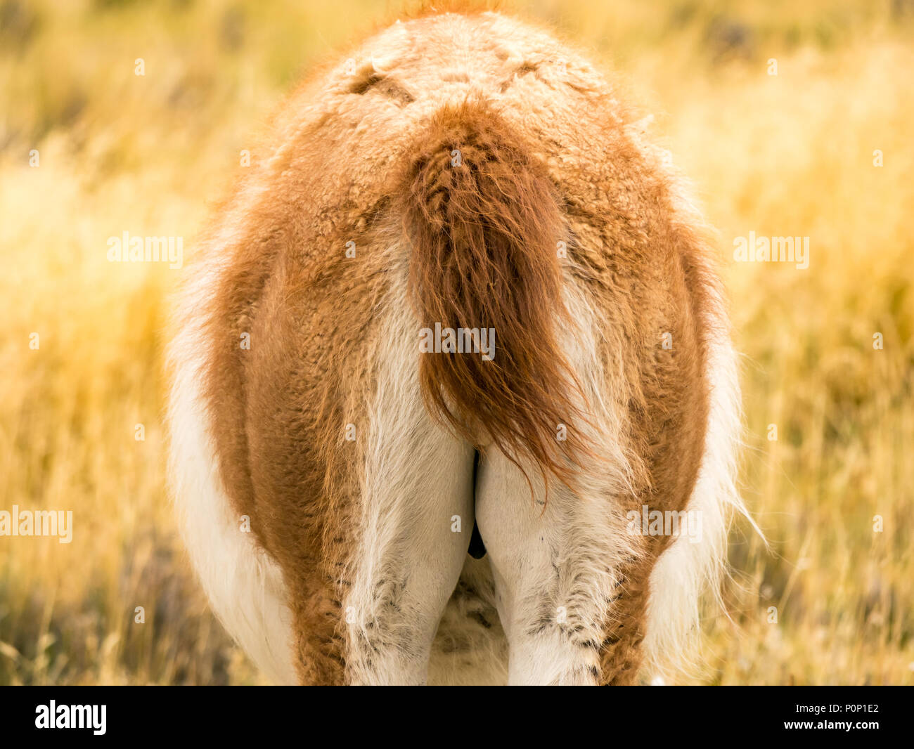 Close up rear view of guanaco, Lama guanicoe, Torres del Paine National Park, Patagonia, Chile, South America Stock Photo