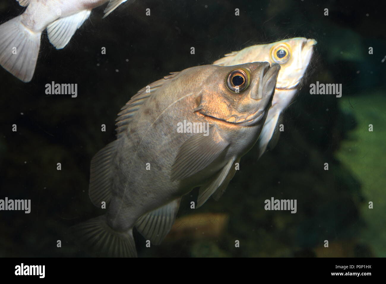 Japanese rockfish (Sebastes cheni) in Japan Stock Photo Alamy