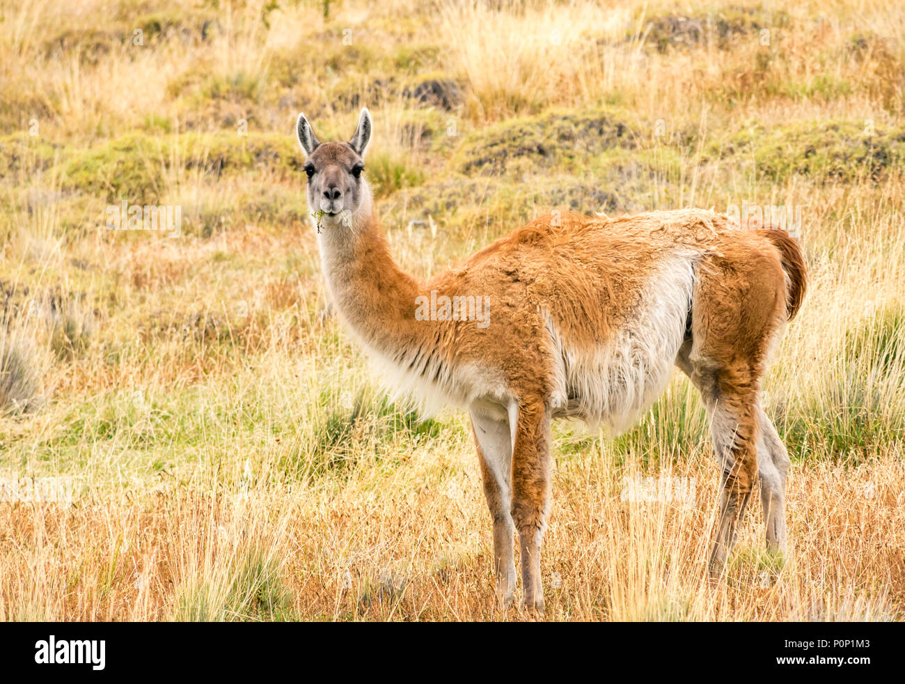 Close up of guanaco, Lama guanicoe, Torres del Paine National Park, Patagonia, Chile, South America Stock Photo