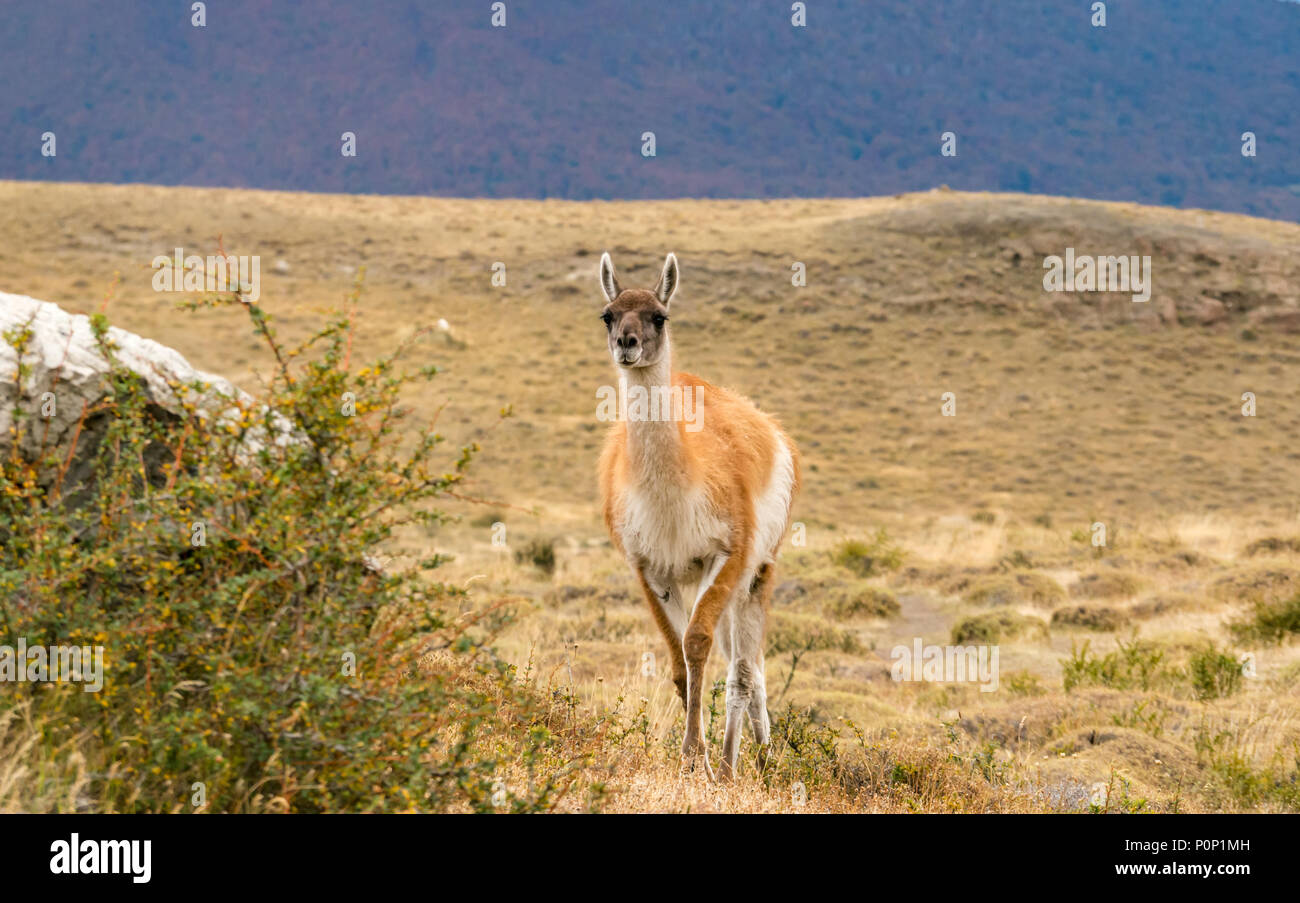 Close up of guanaco, Lama guanicoe, Torres del Paine National Park, Patagonia, Chile, South America Stock Photo