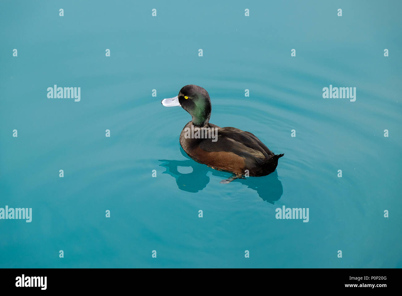 Floating duck in crystal clear blue water near Twizel in New Zealand ...