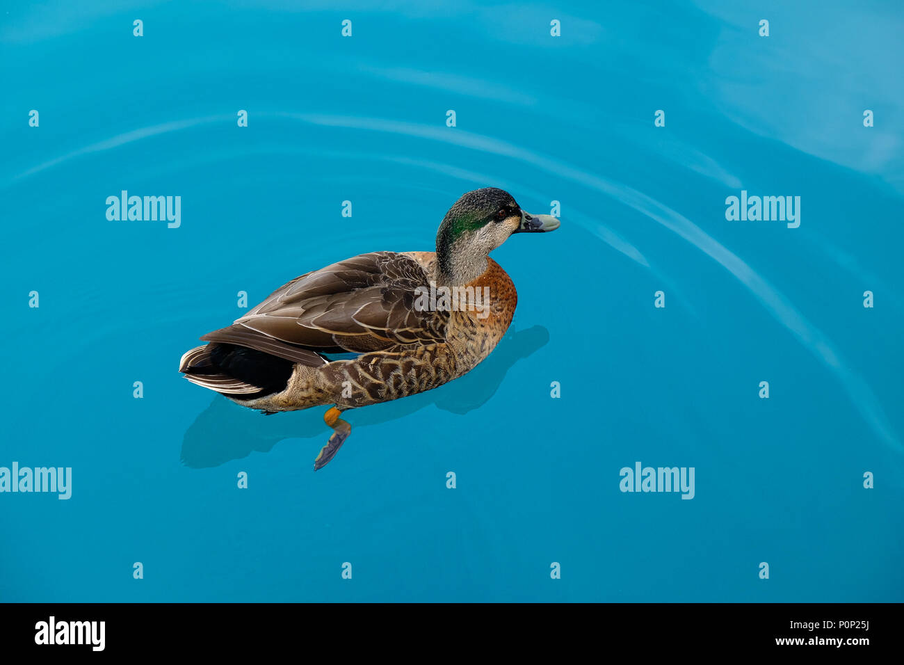 Floating duck in crystal clear blue water near Twizel in New Zealand ...