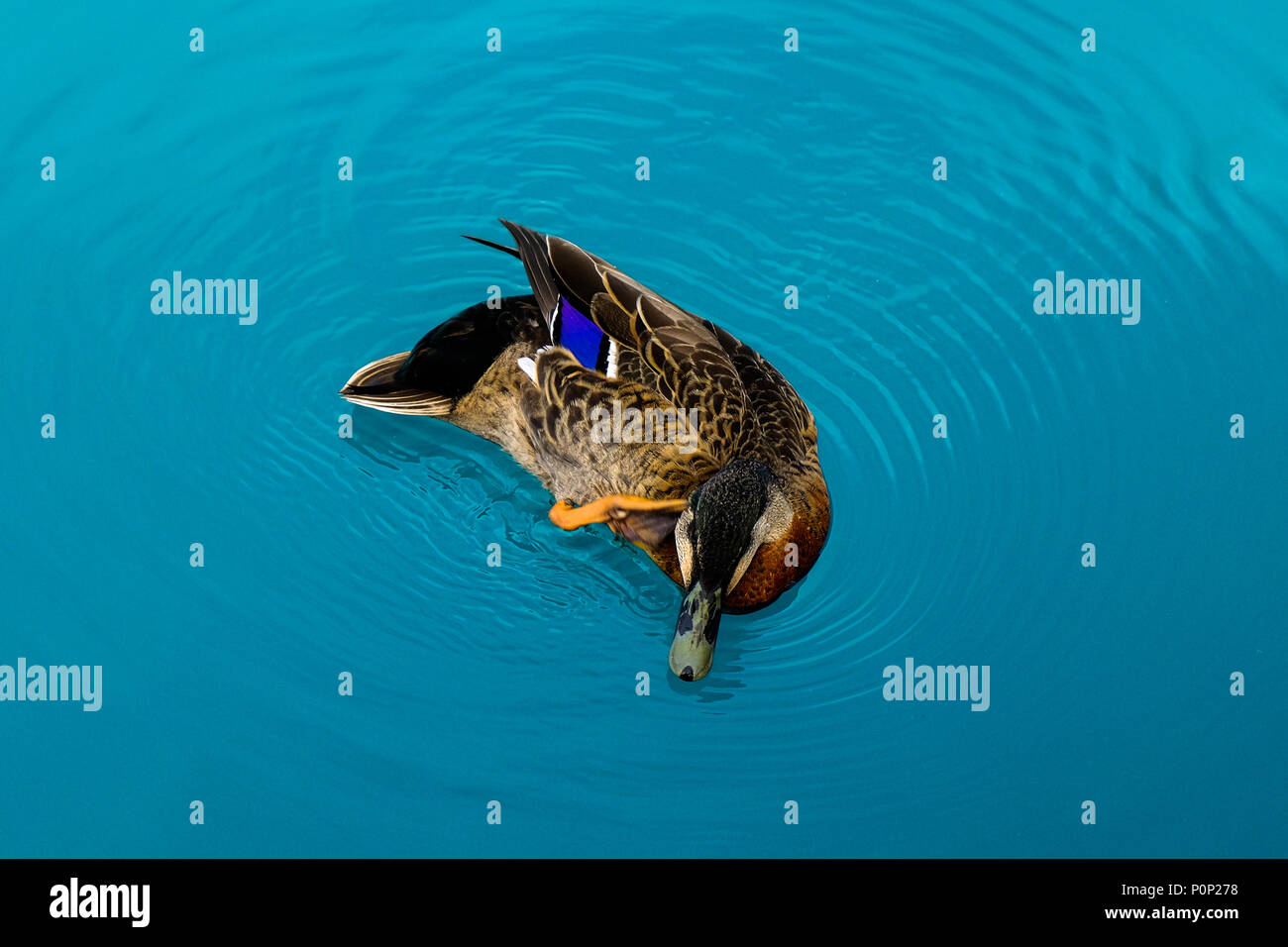Floating duck in crystal clear blue water near Twizel in New Zealand ...