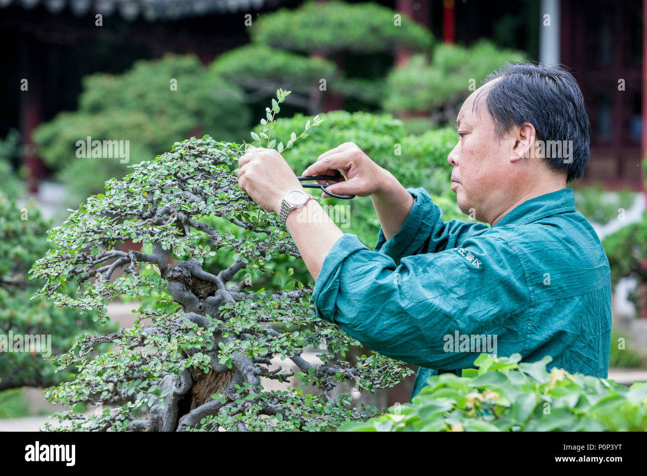 Suzhou, Jiangsu, China.  Gardener Trimming Bonzai Tree, Tiger Hill. Stock Photo