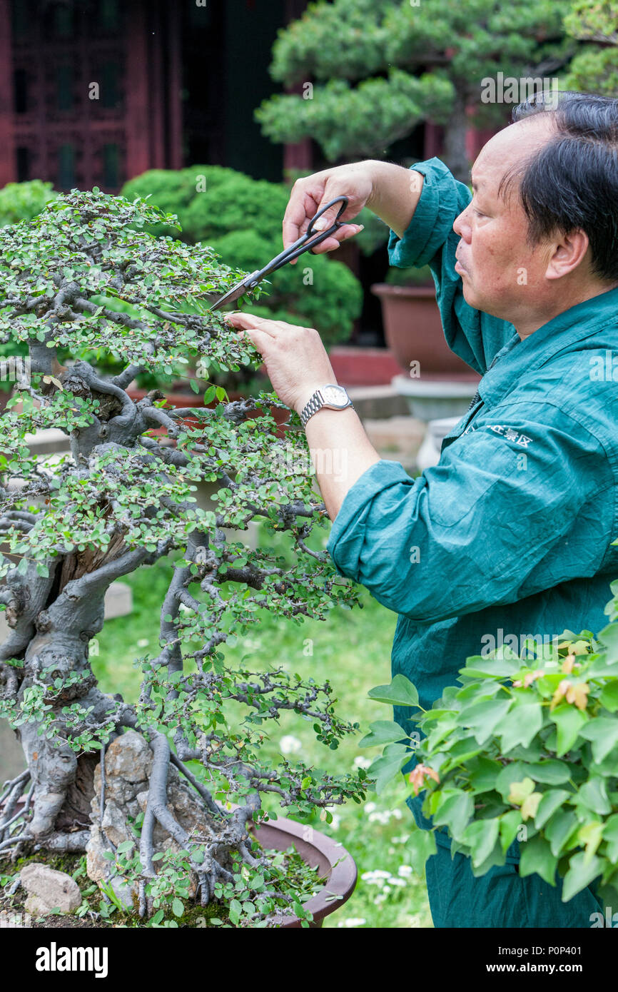 Suzhou, Jiangsu, China.  Gardener Trimming Bonzai Tree, Tiger Hill. Stock Photo