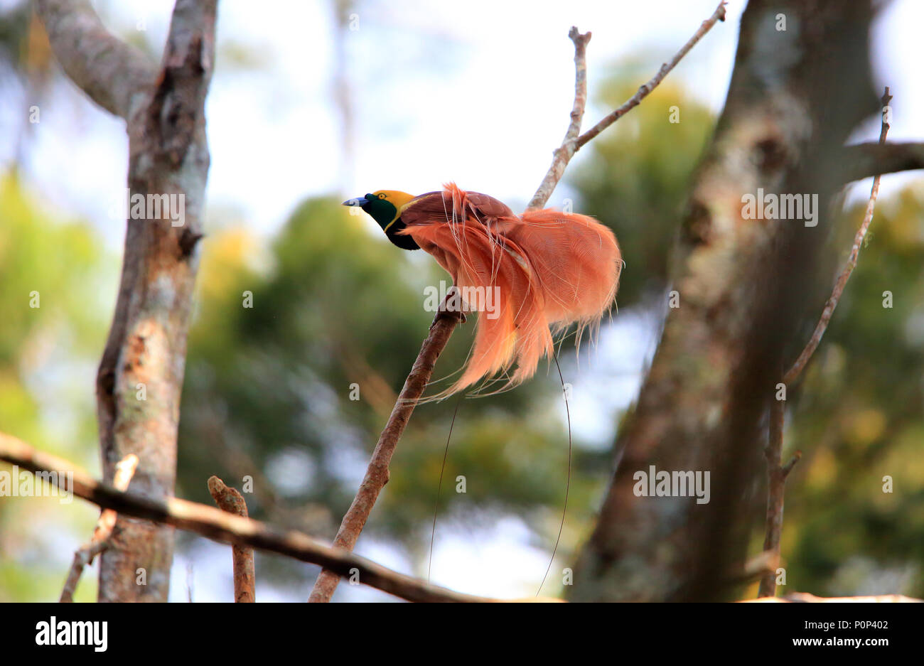 Raggiana Bird-of-paradise (Paradisaea raggiana) in Varirata National Park, Papua New Guinea Stock Photo