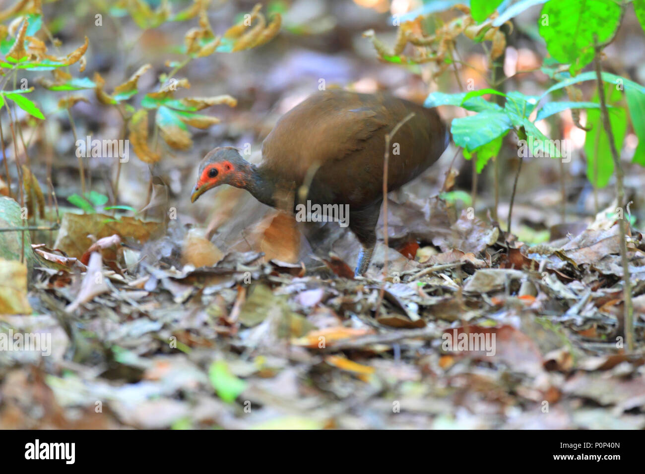 Philippine Scrubfowl (Megapodius cumingii) in Palawan Island, Philippine Stock Photo
