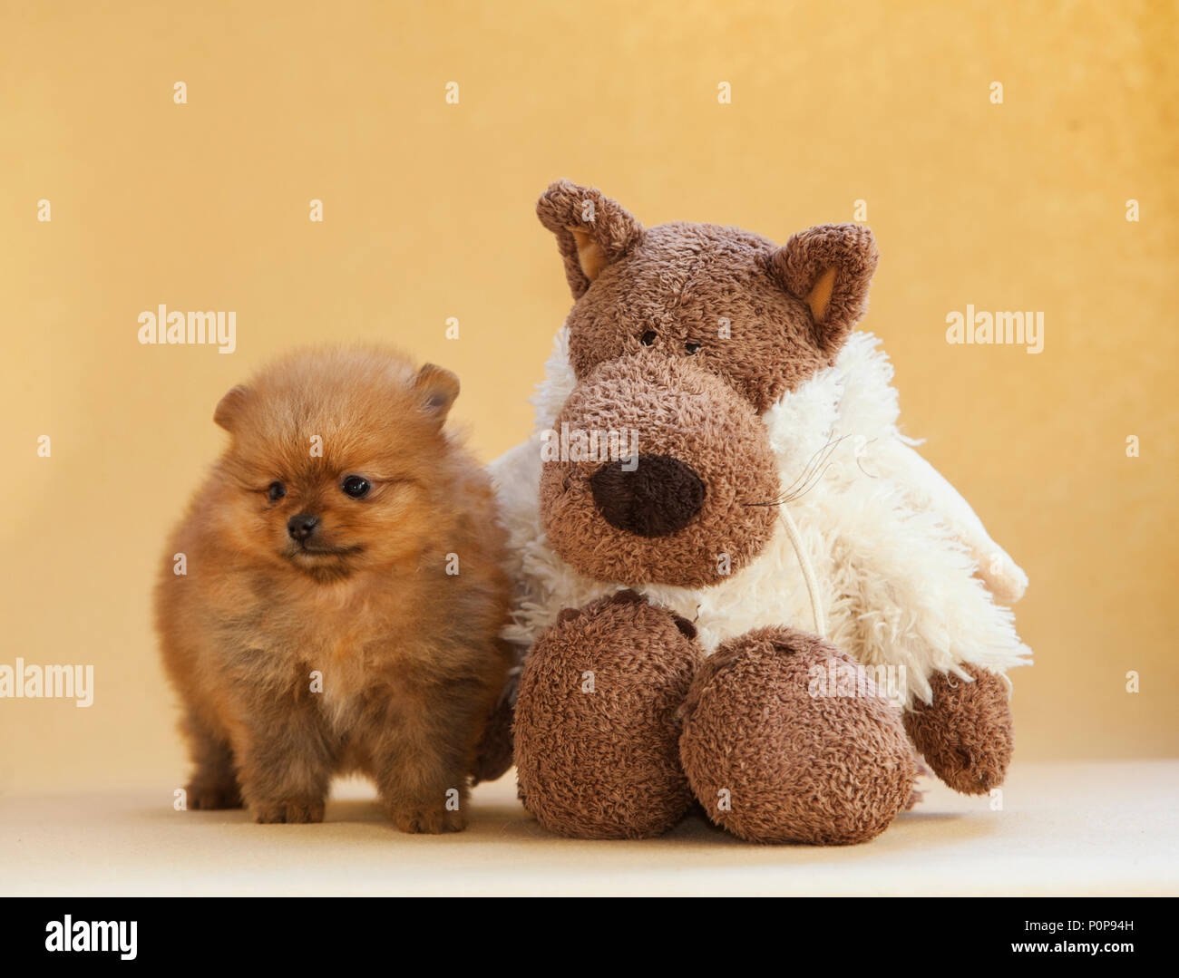 Pomeranian Puppy Dog And Teddy Bear Portrait In Studio With Beige Background P0P94H 