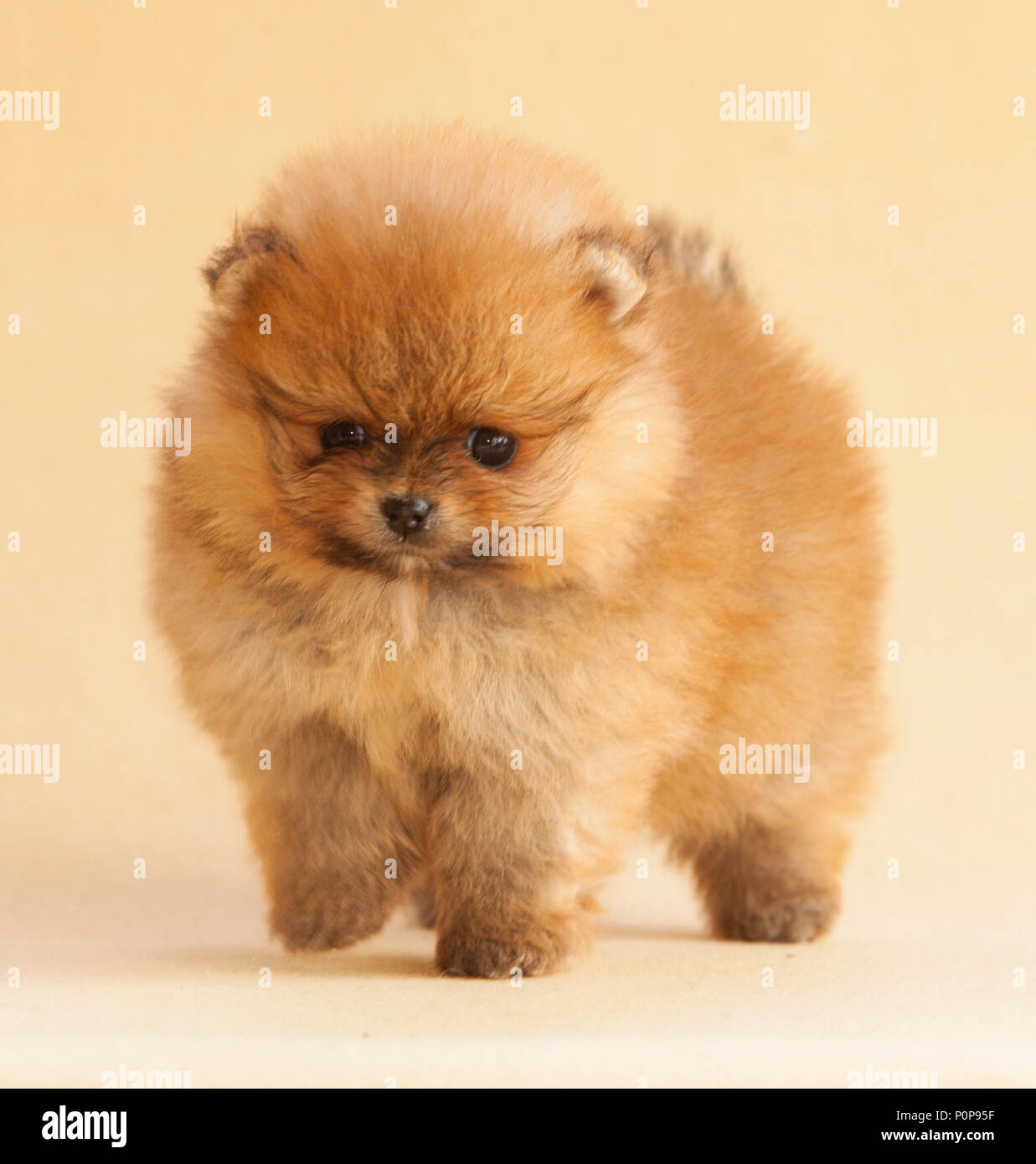 Pomeranian puppy dog Portrait in studio with light beige background Stock Photo