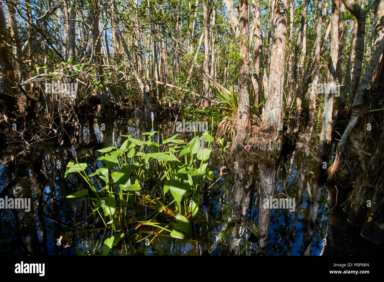 Pickerelweed at Corkscrew Swamp, Naples Florida Stock Photo