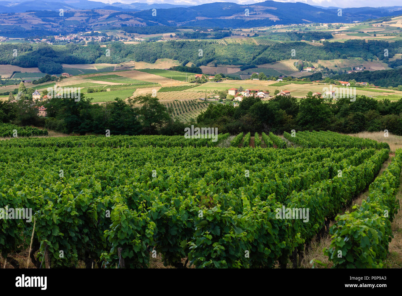 Across Vineyards to Saint Laurent d'Oingt  Rhône Auvergne-Rhône-Alpes France Stock Photo