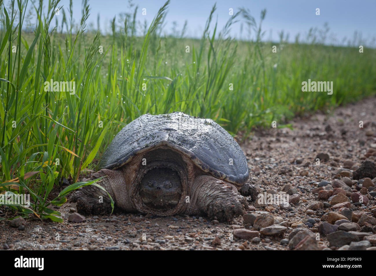 Large female Snapping Turtle digs up the gravel along the side of the road to lay eggs. Stock Photo